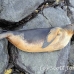 lion_sea_galapagos_spz_h_0055_ecu1752.jpg